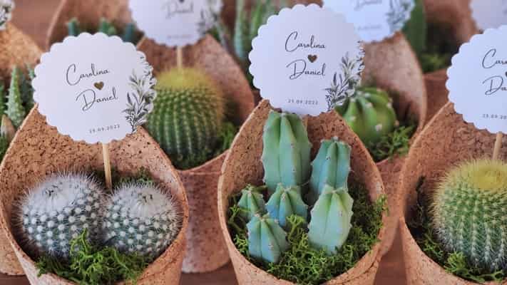 La Planta Perfecta para Regalar: Poca Agua y Casi Sin Cuidados