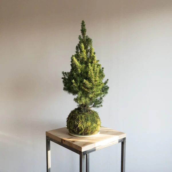 6 Plantas que Transformarán tu Navidad sin Flor de Pascua