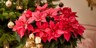 Cómo limpiar la energía del hogar para esta Navidad con plantas