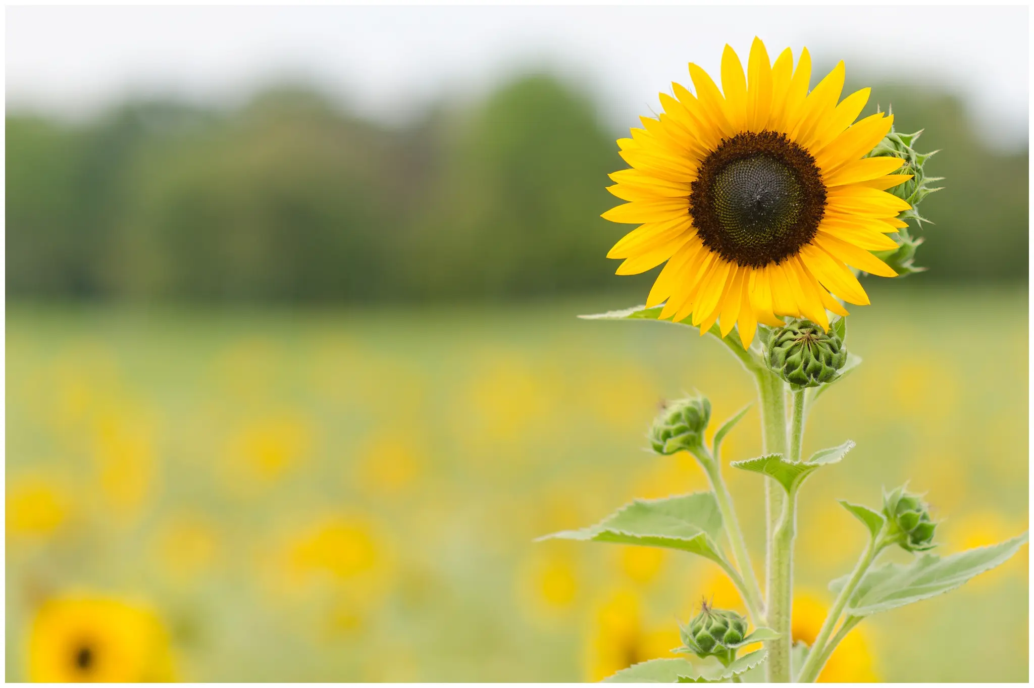 Flores de Verano: Belleza y Resistencia Bajo el Sol