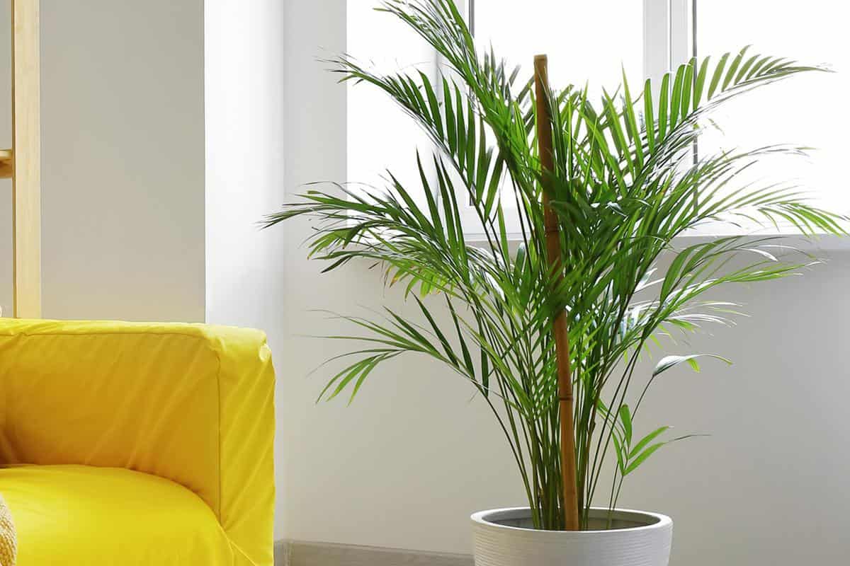 Maneras Elegantes de Usar las Plantas en la Decoración de Tu Hogar