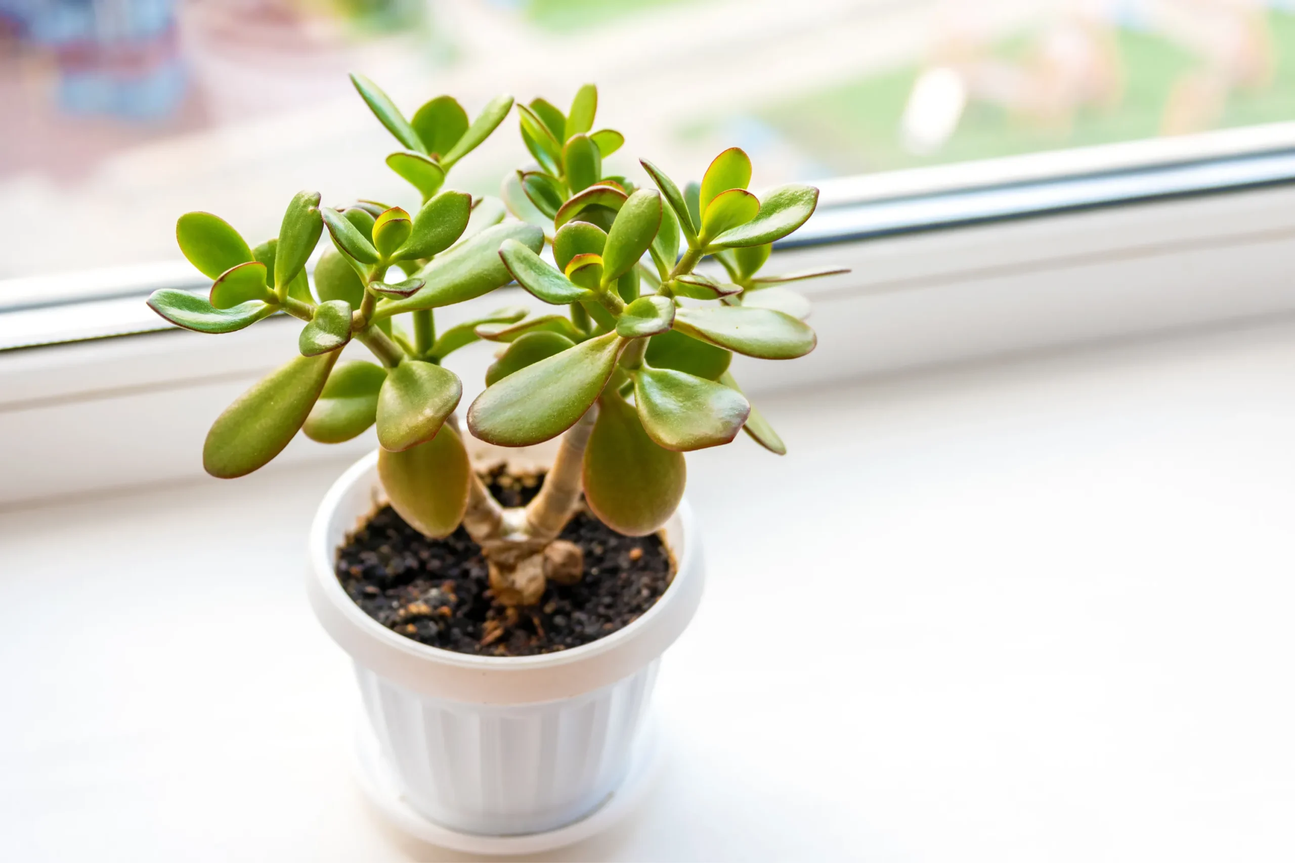 Cómo Mantener tu Planta de Jade en Interiores: Guía Completa para su Cuidado